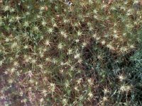 Aegilops geniculata 1, Saxifraga-Piet Zomerdijk